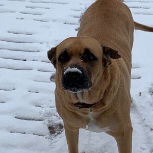 Meet your Posher, Callie